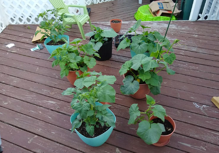 Several potted plants sitting on a deck outside of a house.